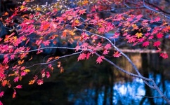 午夜神器老司机高清无码